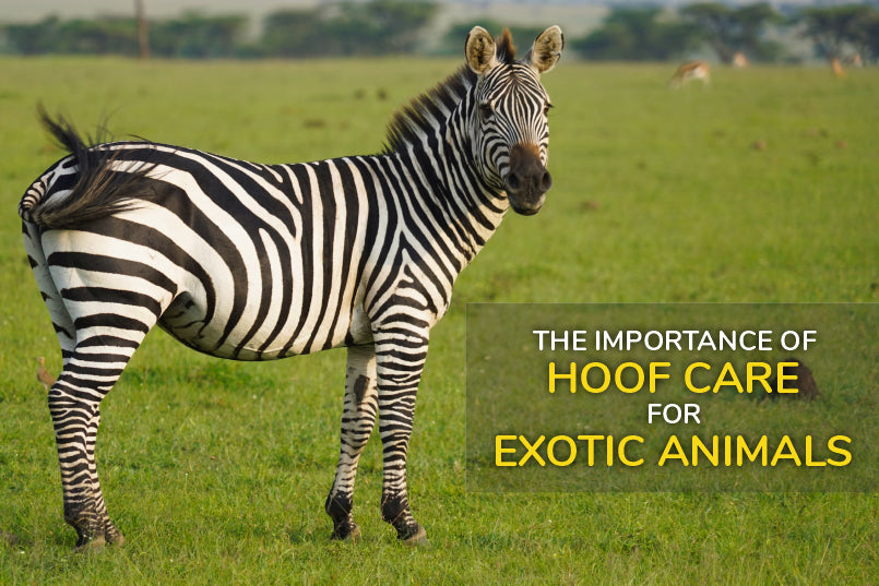 The Importance of Hoof Care for Exotic Animals