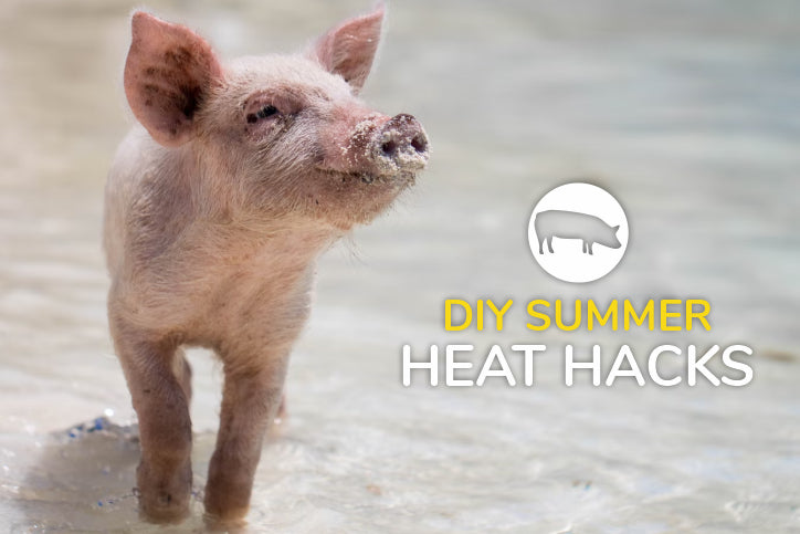 DIY Summer Heat Hacks for Swine