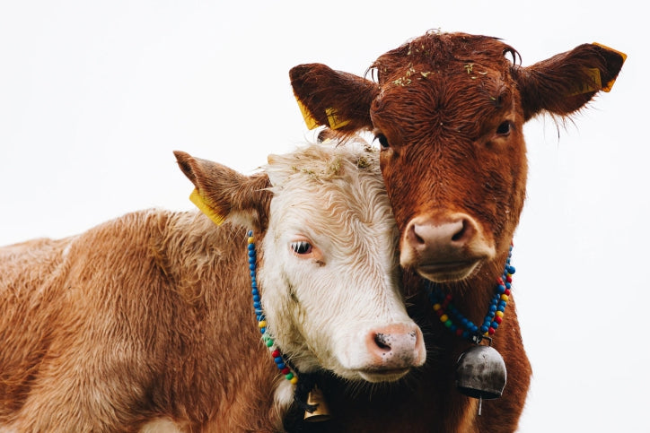 How Cows Communicate with Each Other and Humans