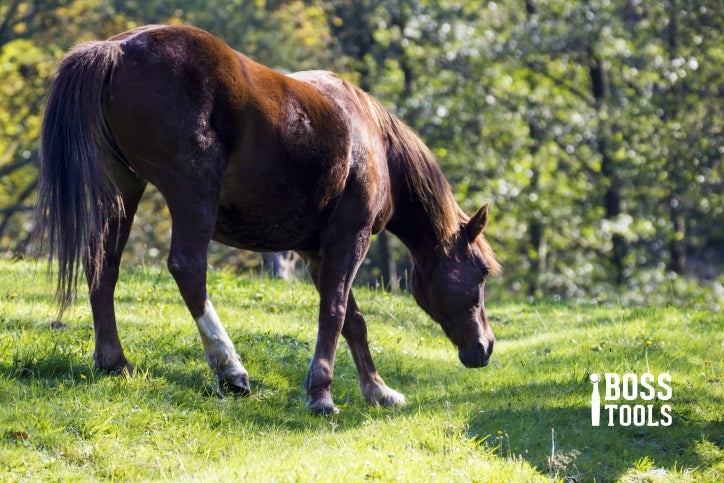 How to Get Your Horse Ready for the Spring