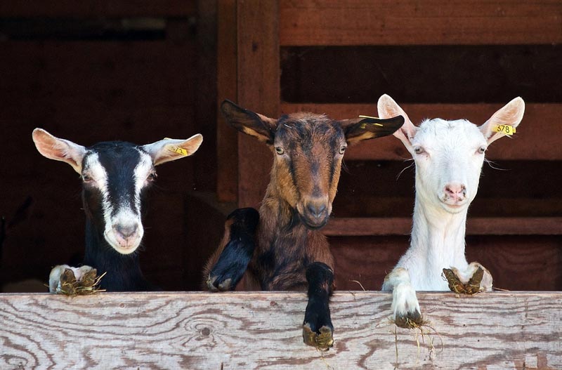 Goat Myths