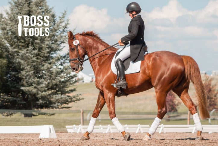 How to Insure Your Horse